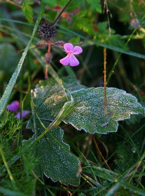 Frosty flower