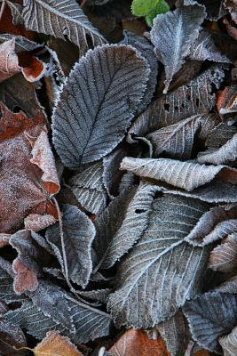 October 25: Frosty leaves