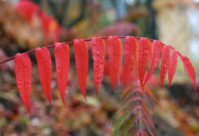 November 2: Weeping leaves