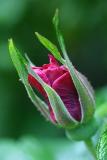 Hip rose