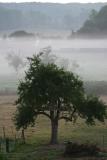 August 12: Morning fog