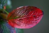 September 22: The red leaf