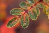 November 5: Drop on rose leaf