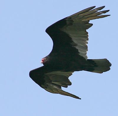 Turkey Vulture