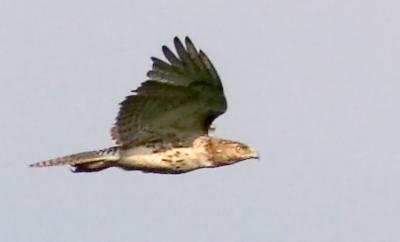 Broad Winged Hawk