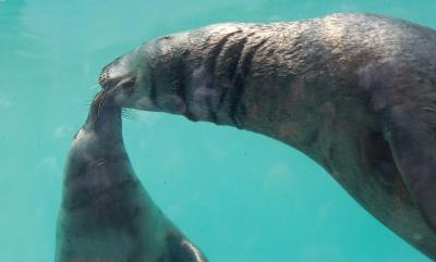 A Kiss is just a Kiss