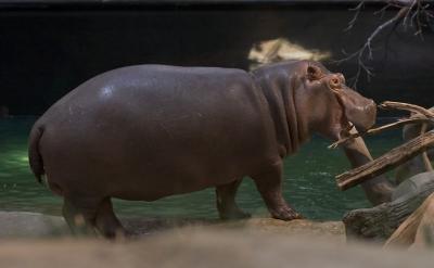 Hungry Hungry Hippo