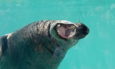Laughing seal