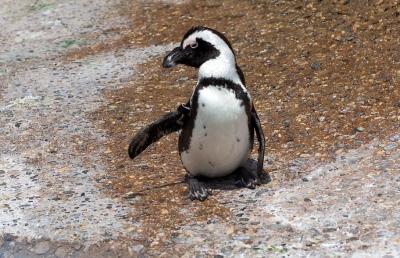 Penguin