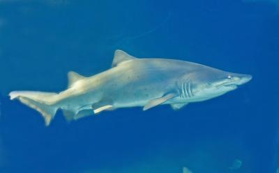 Aquarium in New Jersey