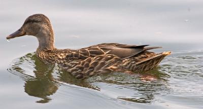 Duck swimming with water drop on nose