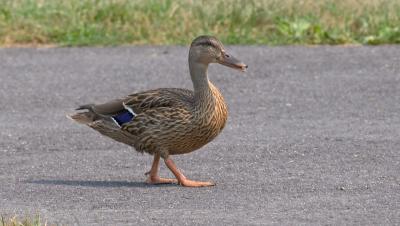 Duck 1