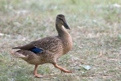 Duck 2