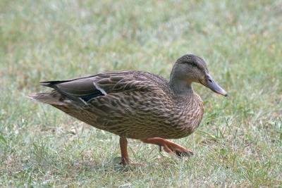 Duck 3