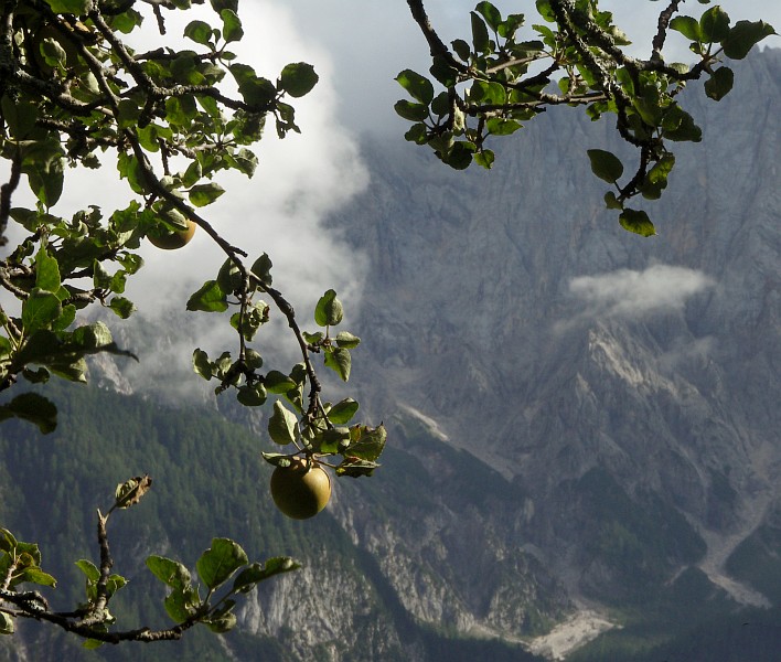 Alpine applies, near Srednji Vrh