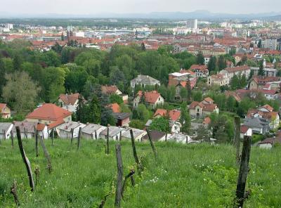 Maribor vineyard