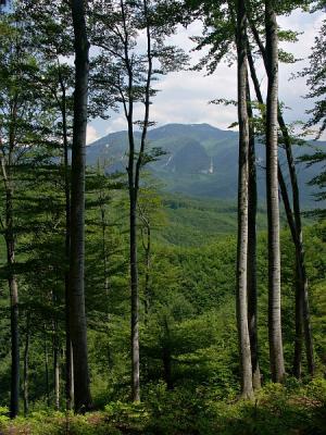 Near Poiana Brasov