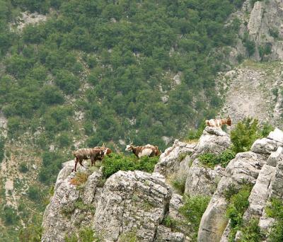 Goats in the Vratsata Gorge