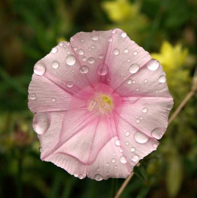 Flower after rain, Balkan Mountains