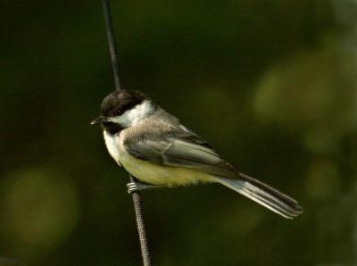 CHickadeeWeb1000_0854.jpg