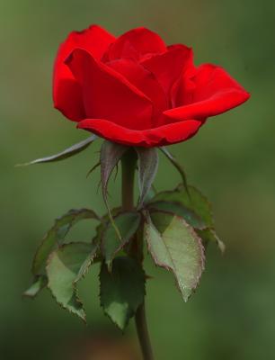DSC_7178 copy.jpg