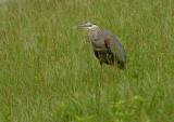 DSC_7480 copy.jpg