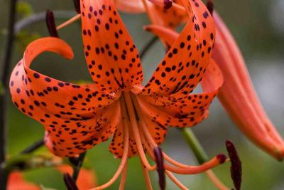 Turks Cap Lily 0028-05 copy.jpg