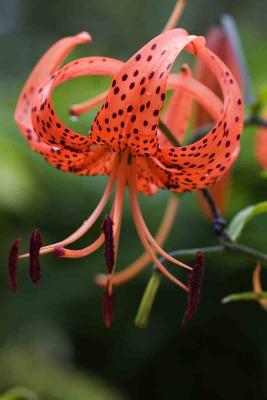 Turks Cap Lily 0038-05 copy.jpg