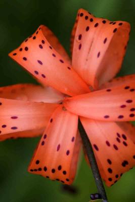 Turks Cap Lily 0058-05 copy.jpg