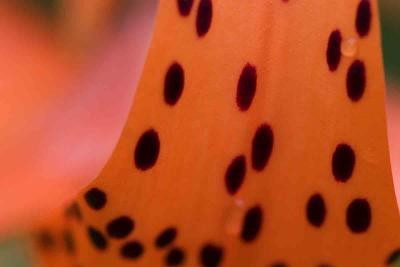 Turks Cap Lily 0078-05 copy.jpg