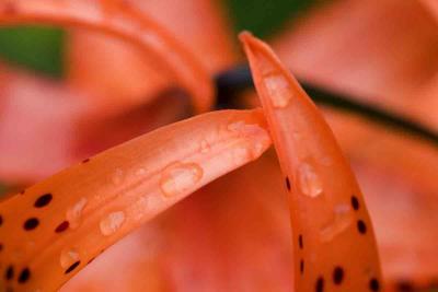 Turks Cap Lily