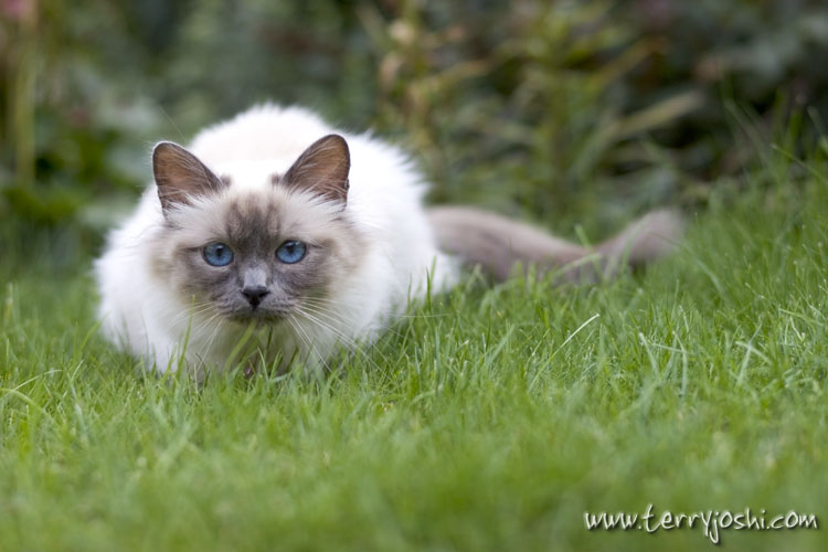 Aug 11 - ready to pounce