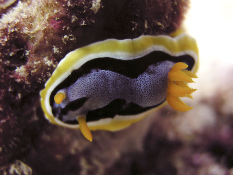 0509_sipadan080encomp.jpg