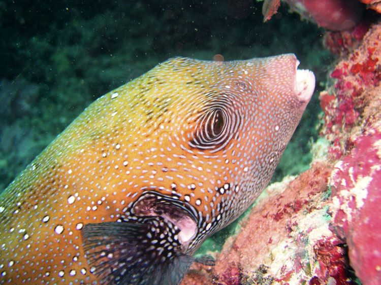 0509_sipadan086encomp.jpg