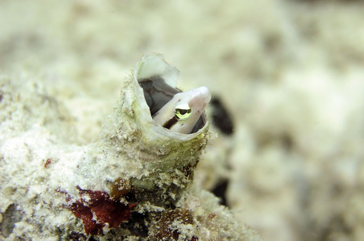 0509_sipadan187encomp.jpg