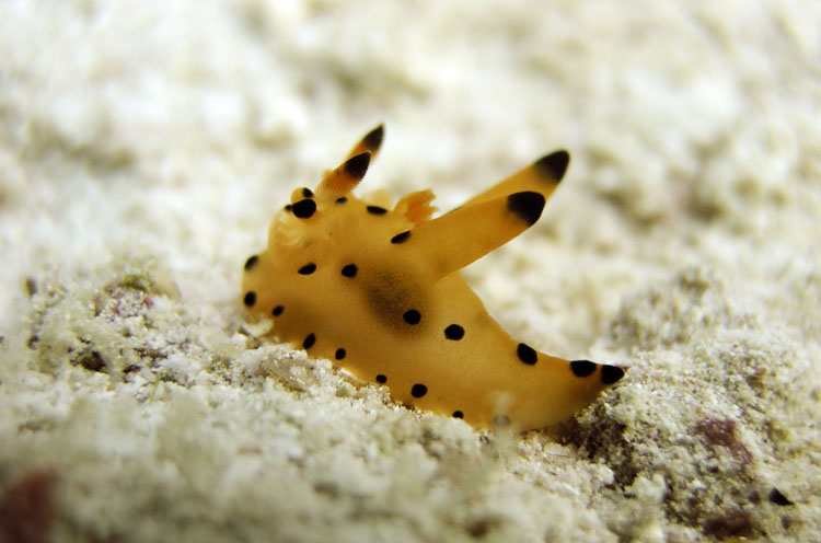 0509_sipadan190encomp.jpg