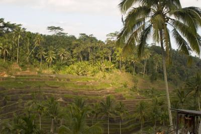 040721_bali0419encomp.jpg
