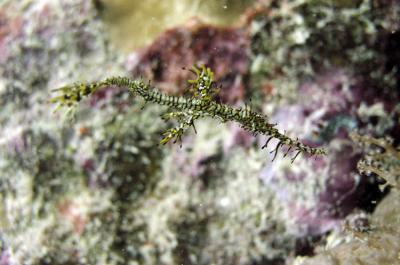 0509_sipadan144encomp.jpg