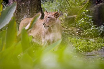 051002_zoo079encomp.jpg