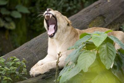 051002_zoo087encomp.jpg