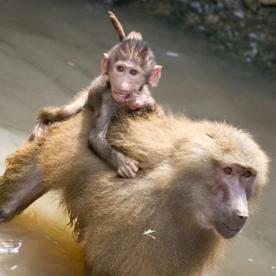 Oct 5 - piggy back
