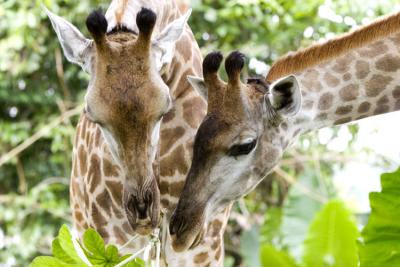 051002_zoo099encomp.jpg