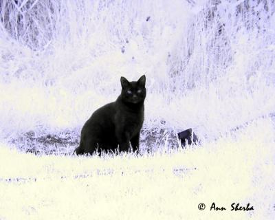 infrared cat.jpg