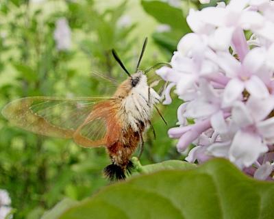 hummingbirdmoth.jpg