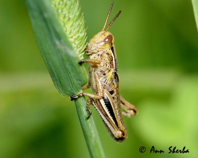 grasshhopper.jpg