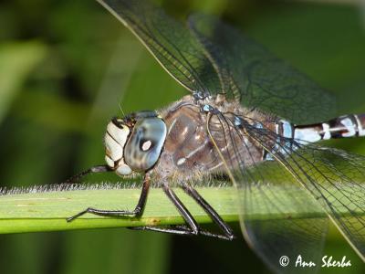 dragonfly4.jpg