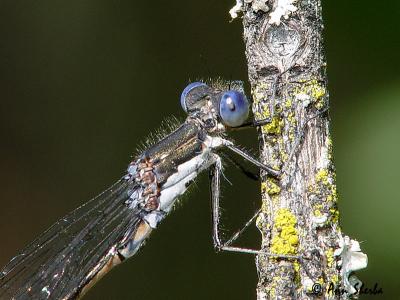 dragonfly6.jpg