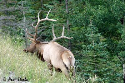 elk.jpg