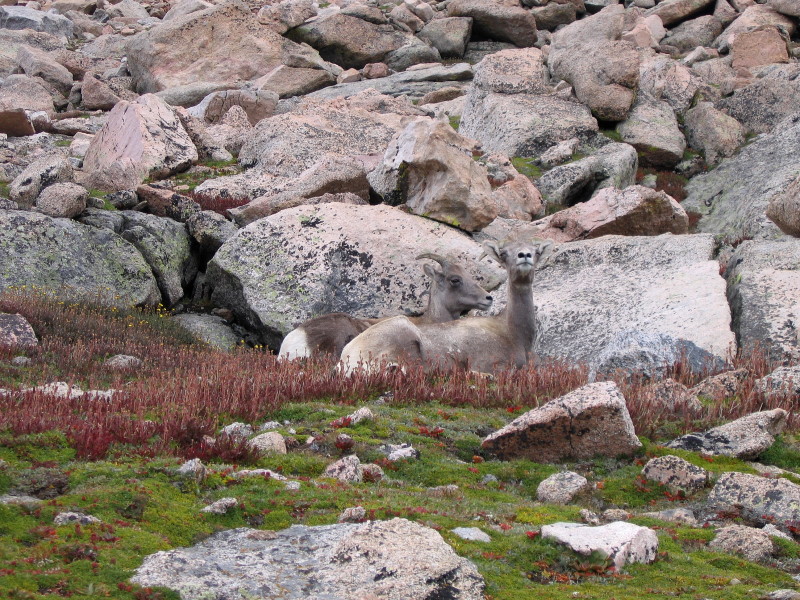Mount Evans