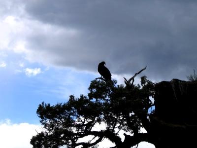 Black Canyon of the Gunnison